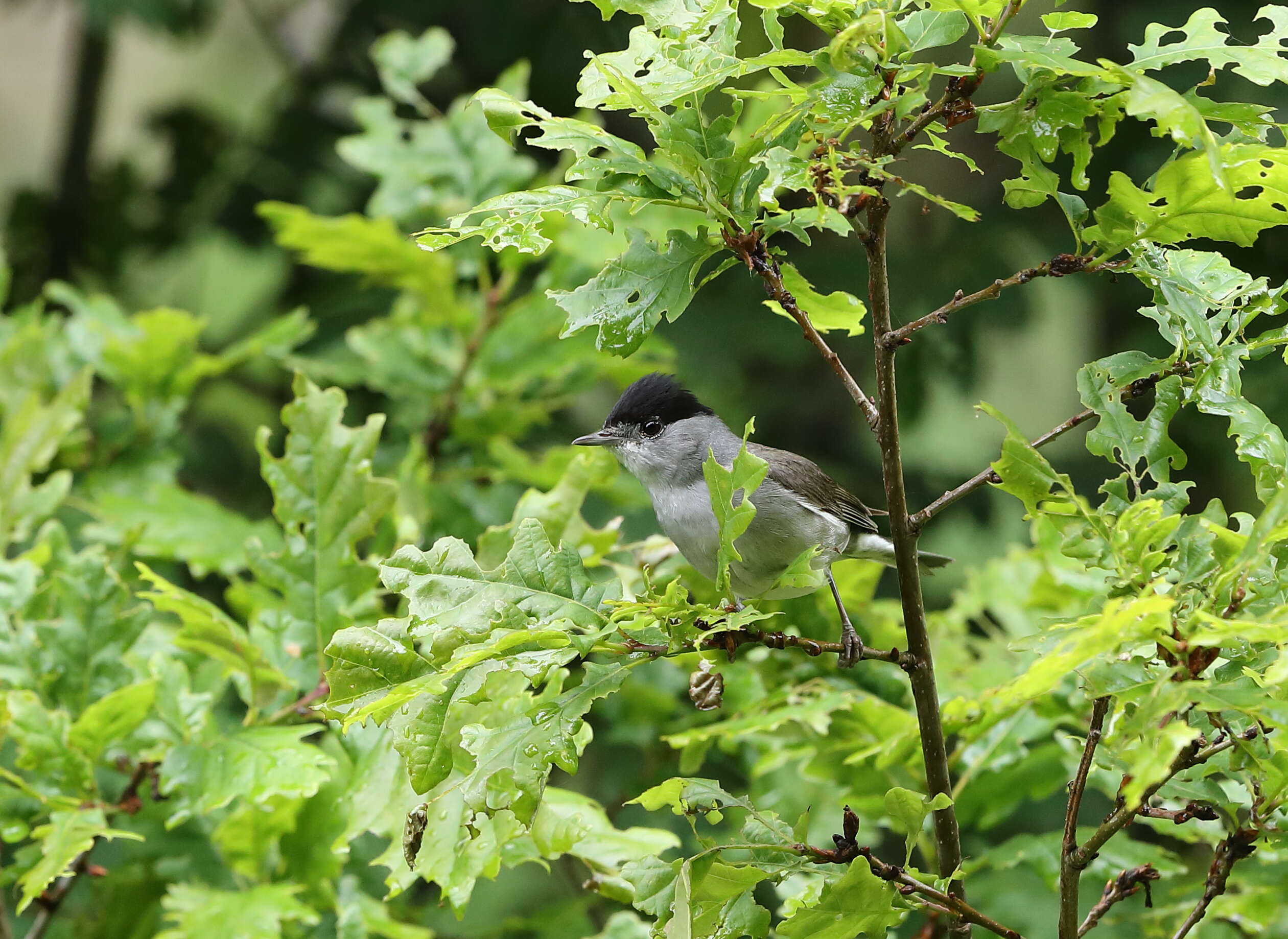 Image of Blackcap