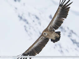 Image of Himalayan Griffon