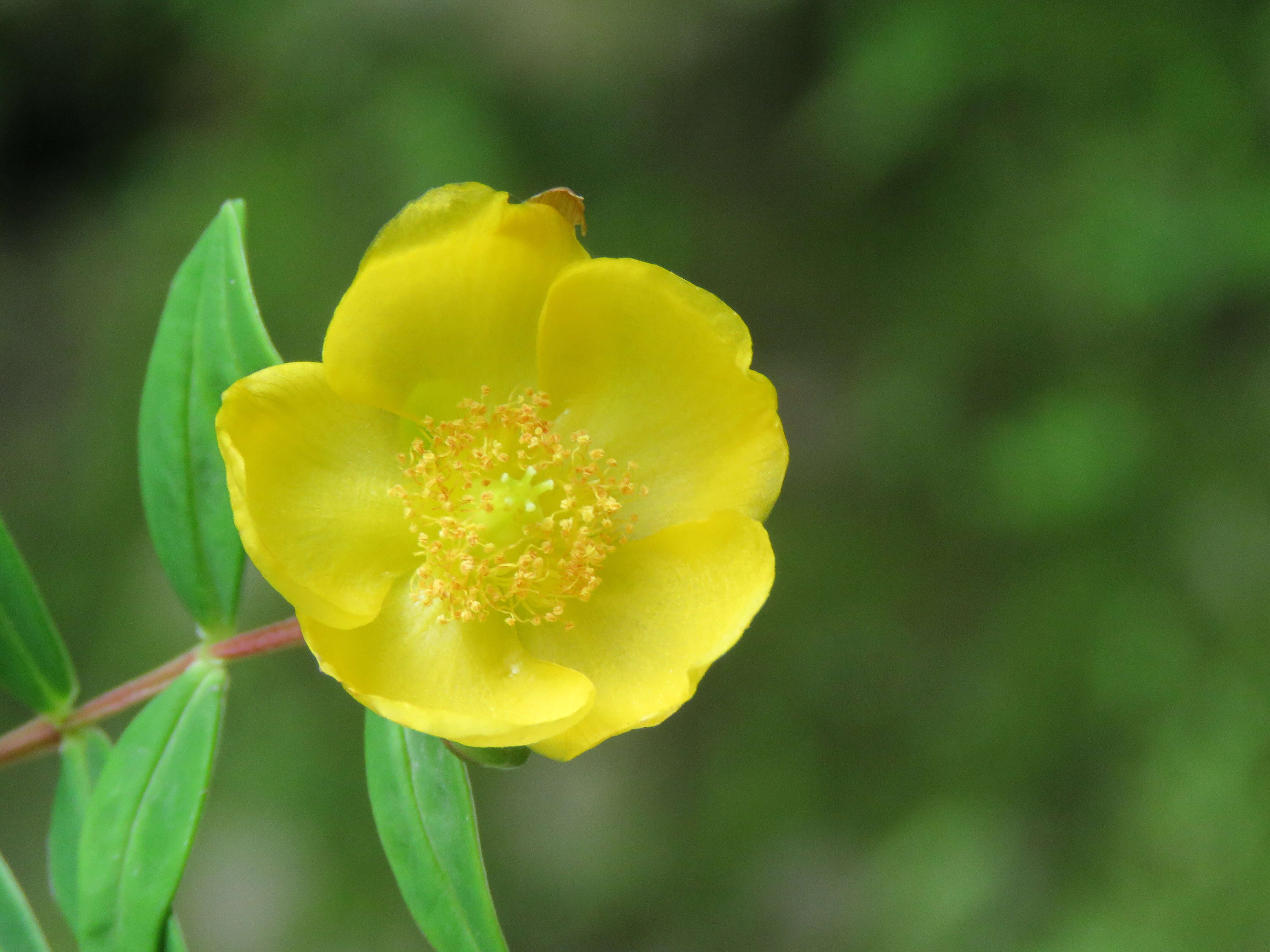 Image of Hypericum oblongifolium Choisy