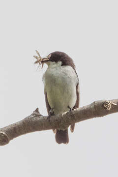 Image of European Pied Flycatcher