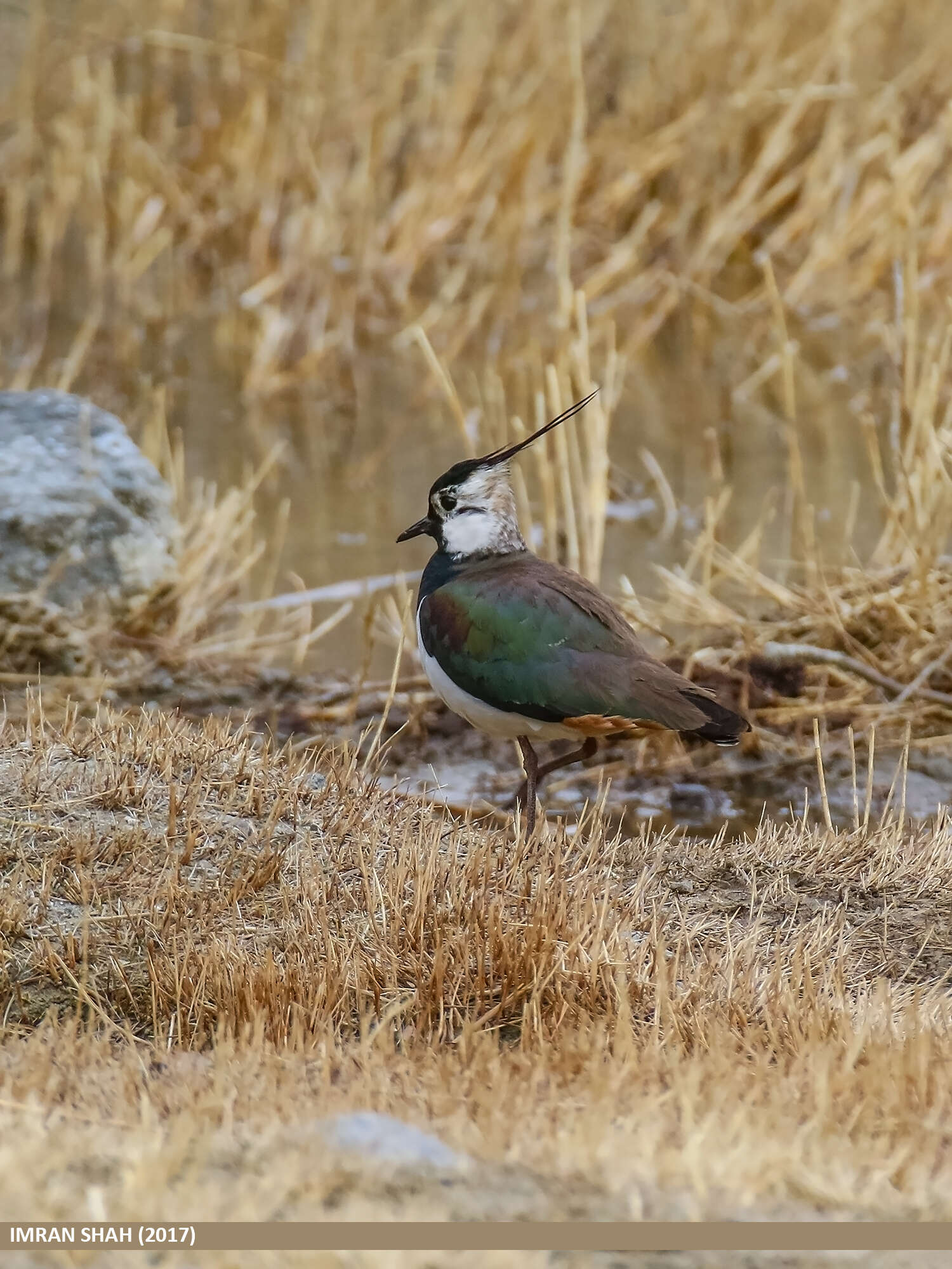 Image of Lapwing