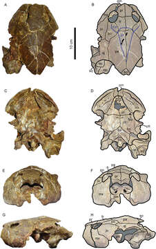 Image of Podocnemididae