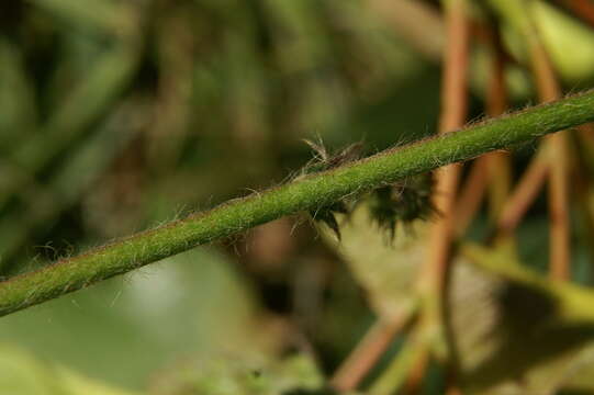 Image of fragrant agrimony