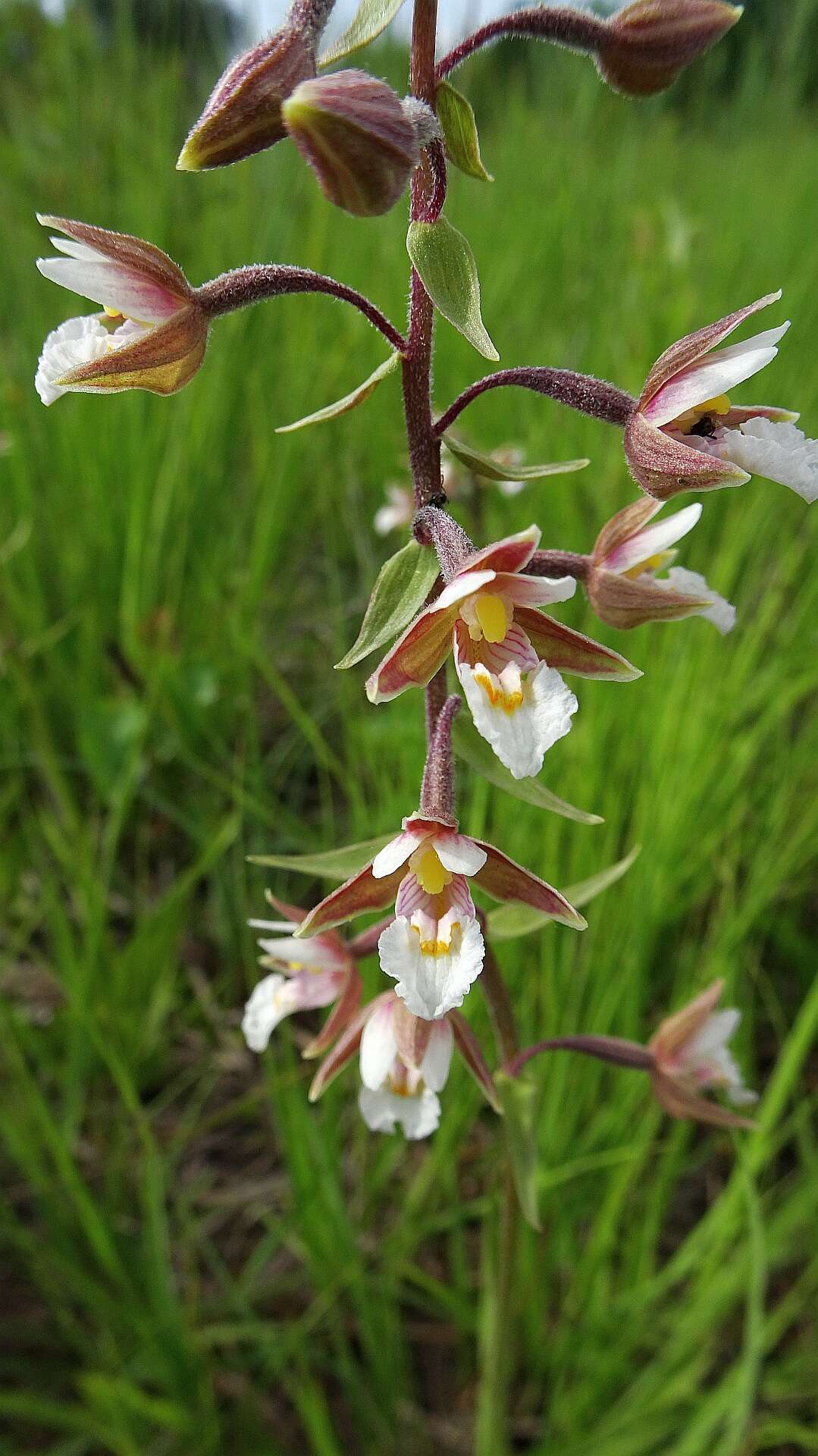 Imagem de Epipactis palustris (L.) Crantz