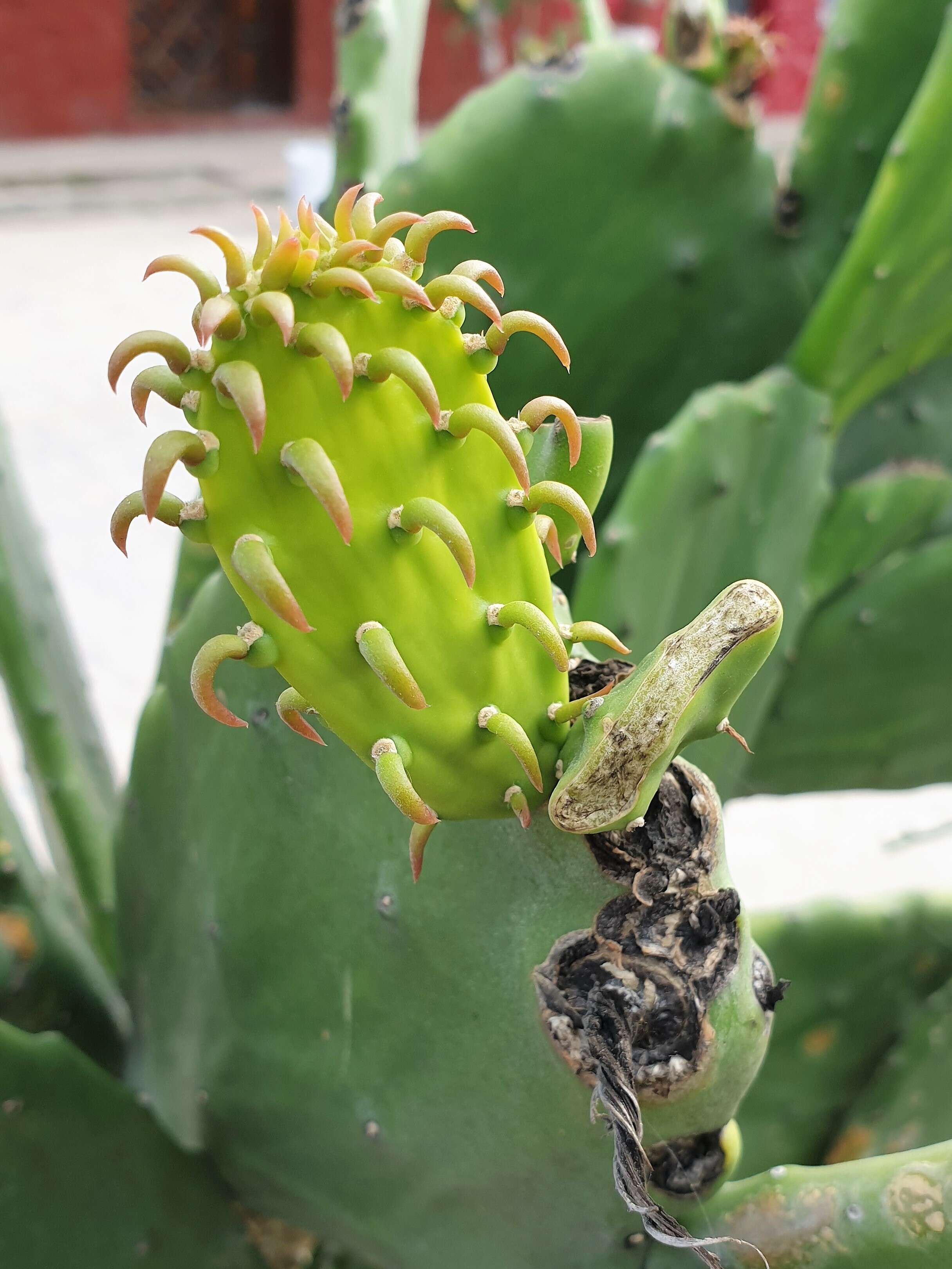 Imagem de Opuntia tuna (L.) Mill.