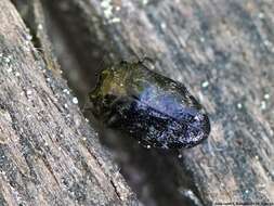 Image of Metallic wood-boring beetle