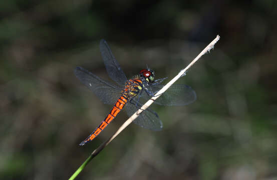 Image of little bloodtail