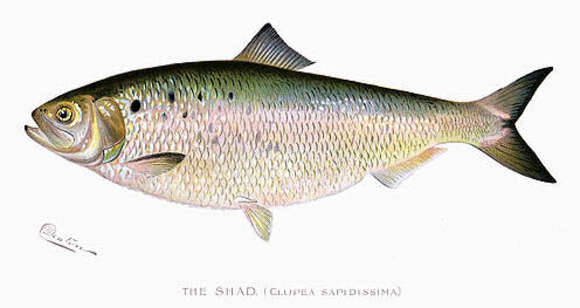 Image of American Shad