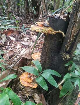 Image of Orange polypore