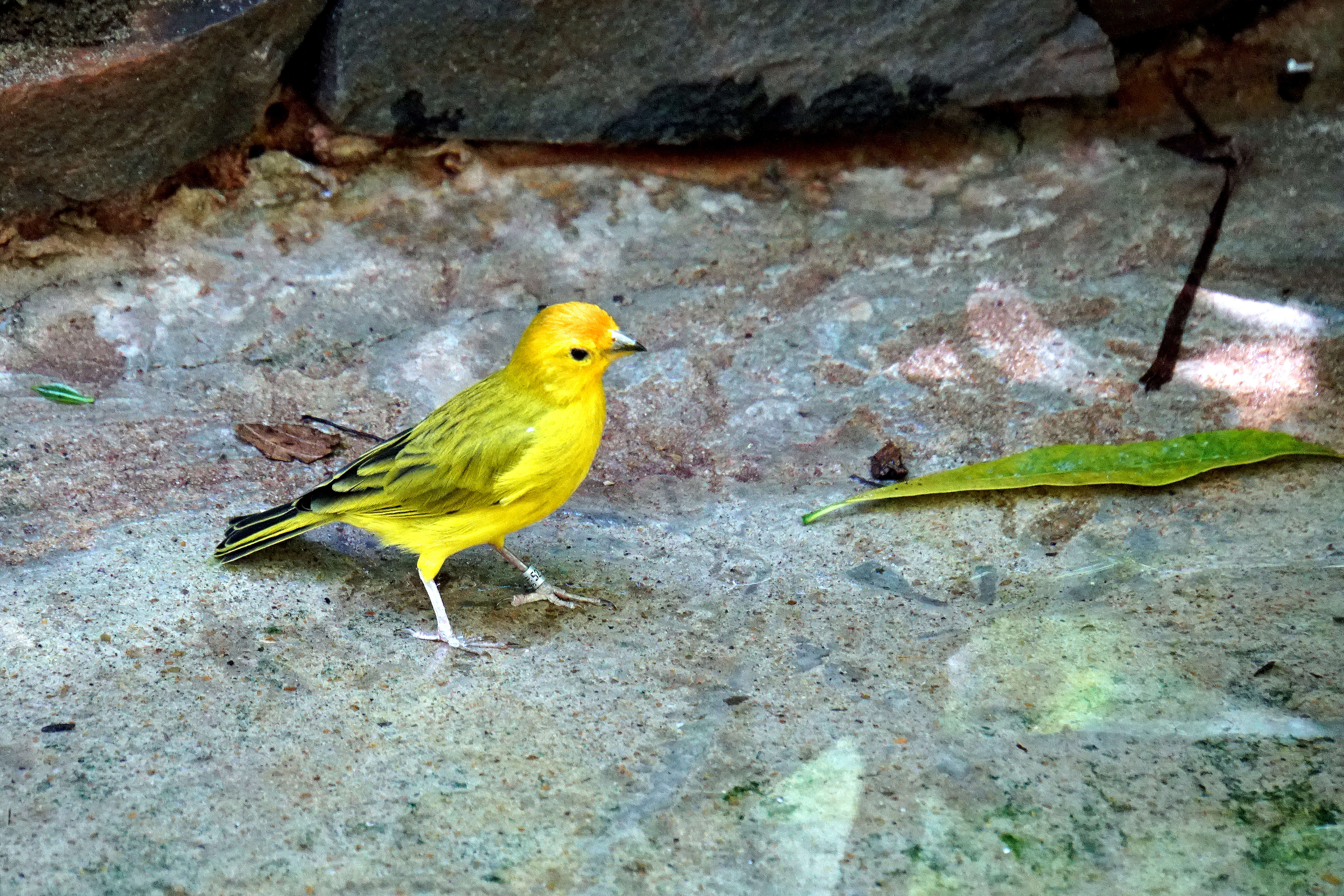 Image of Saffron Finch