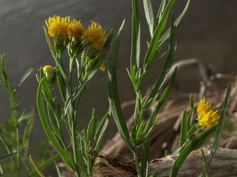 Image of western goldentop