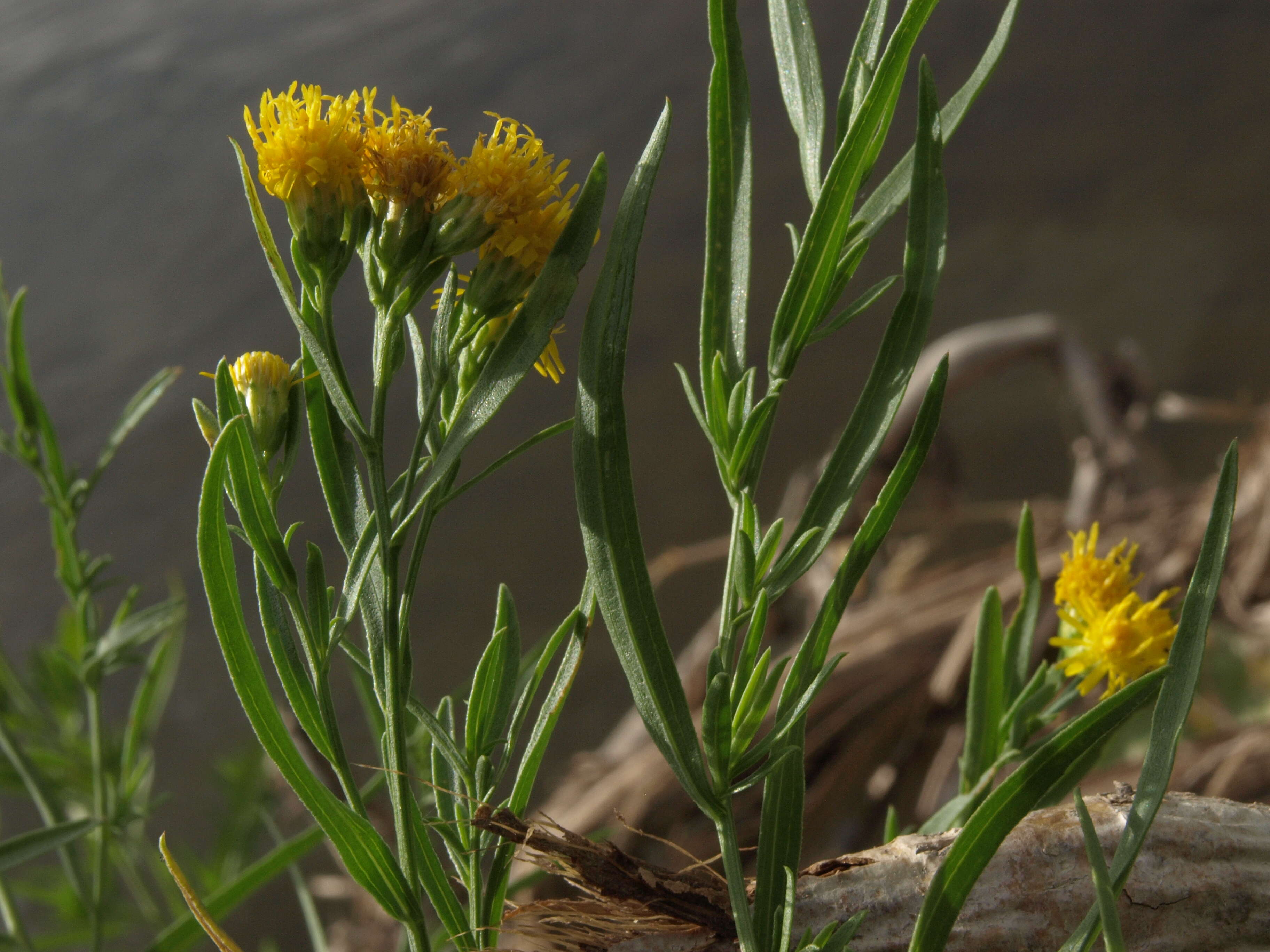 Plancia ëd Euthamia occidentalis Nutt.