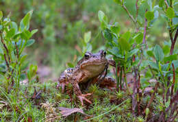 Image of Altai Brown Frog (Altai Mountains Populations)