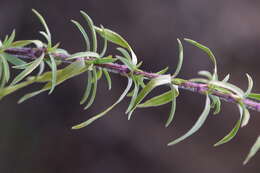 Image of Silene tatarica (L.) Pers.