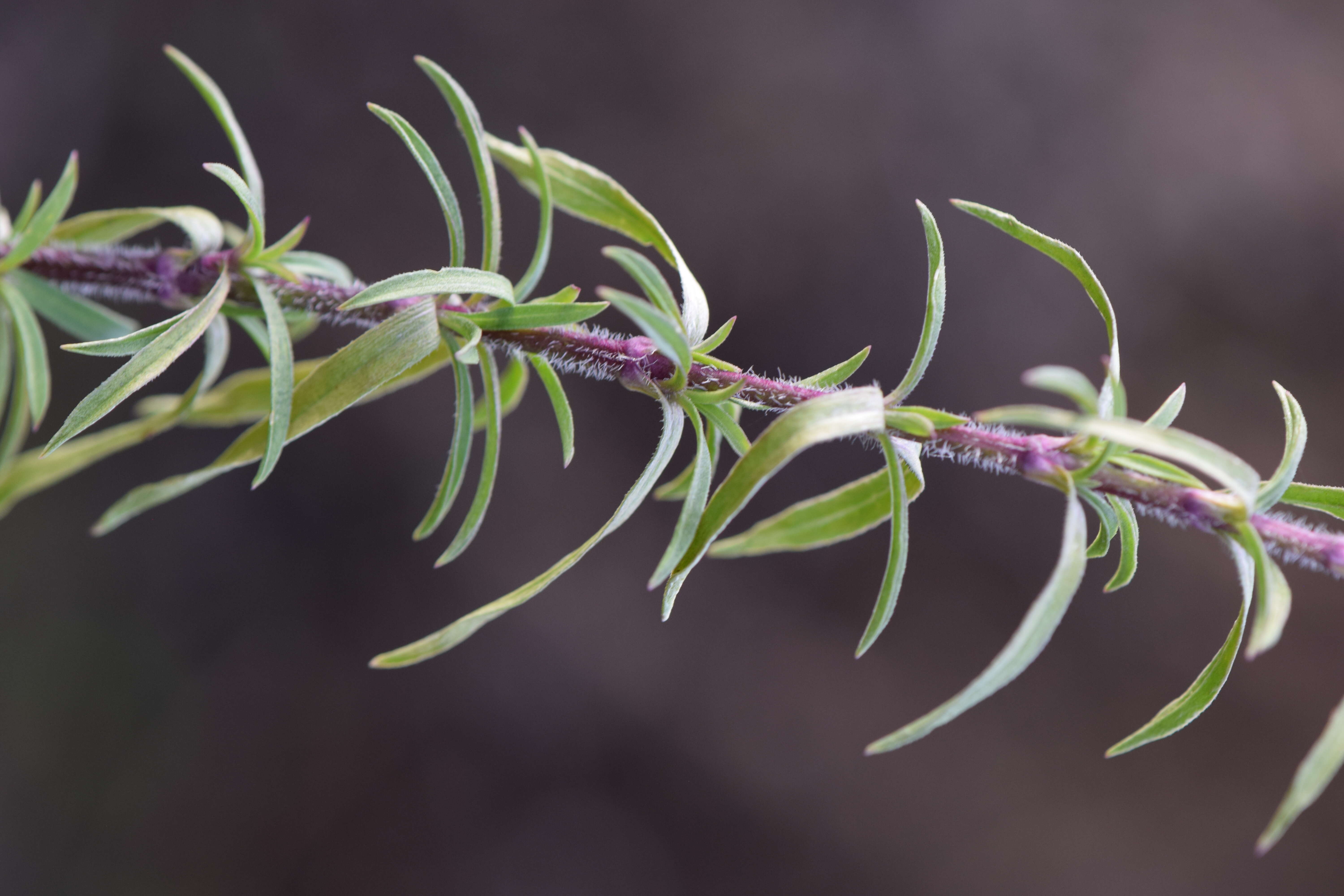 Image of Silene tatarica (L.) Pers.