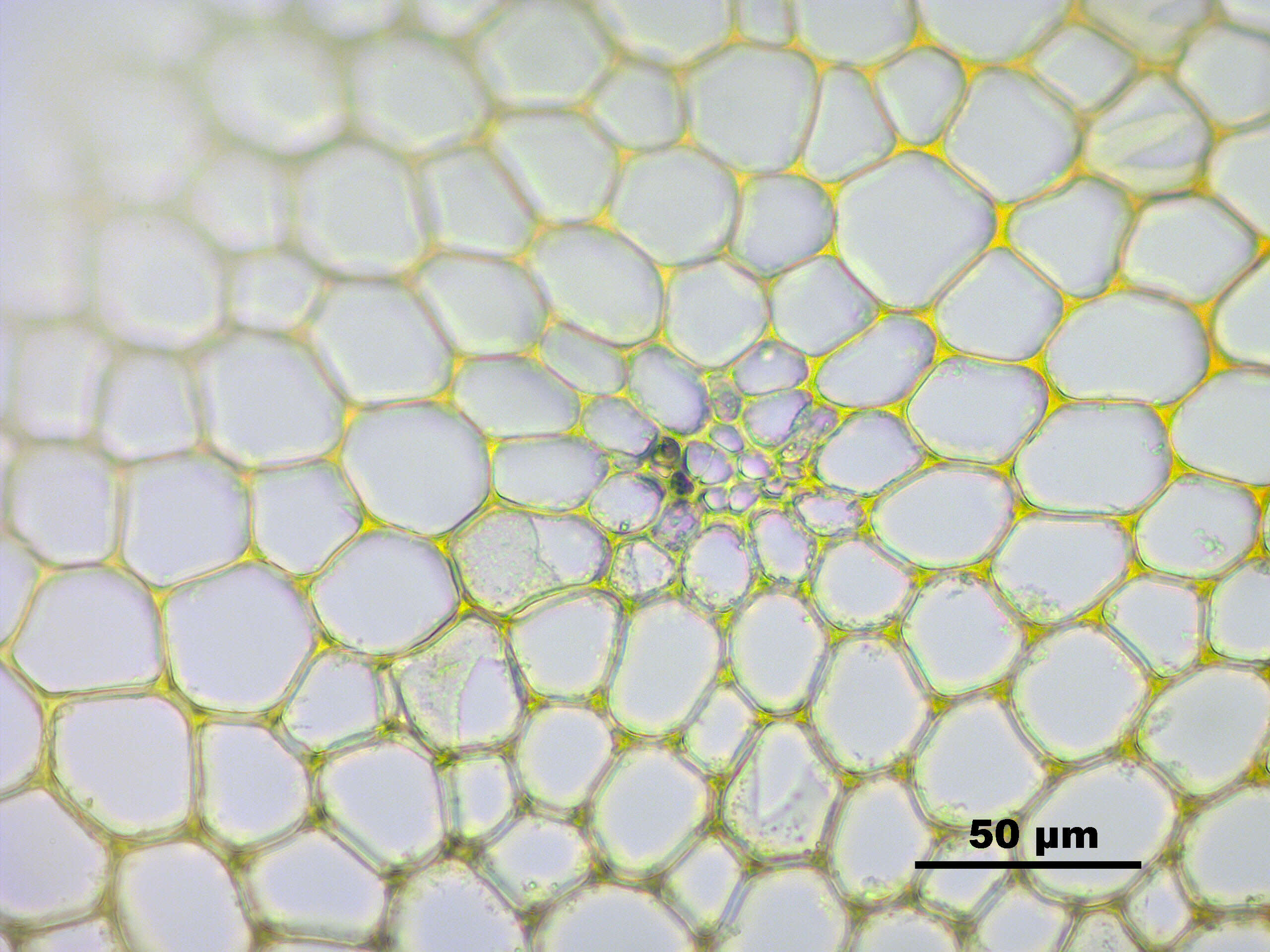 Image of tree climacium moss