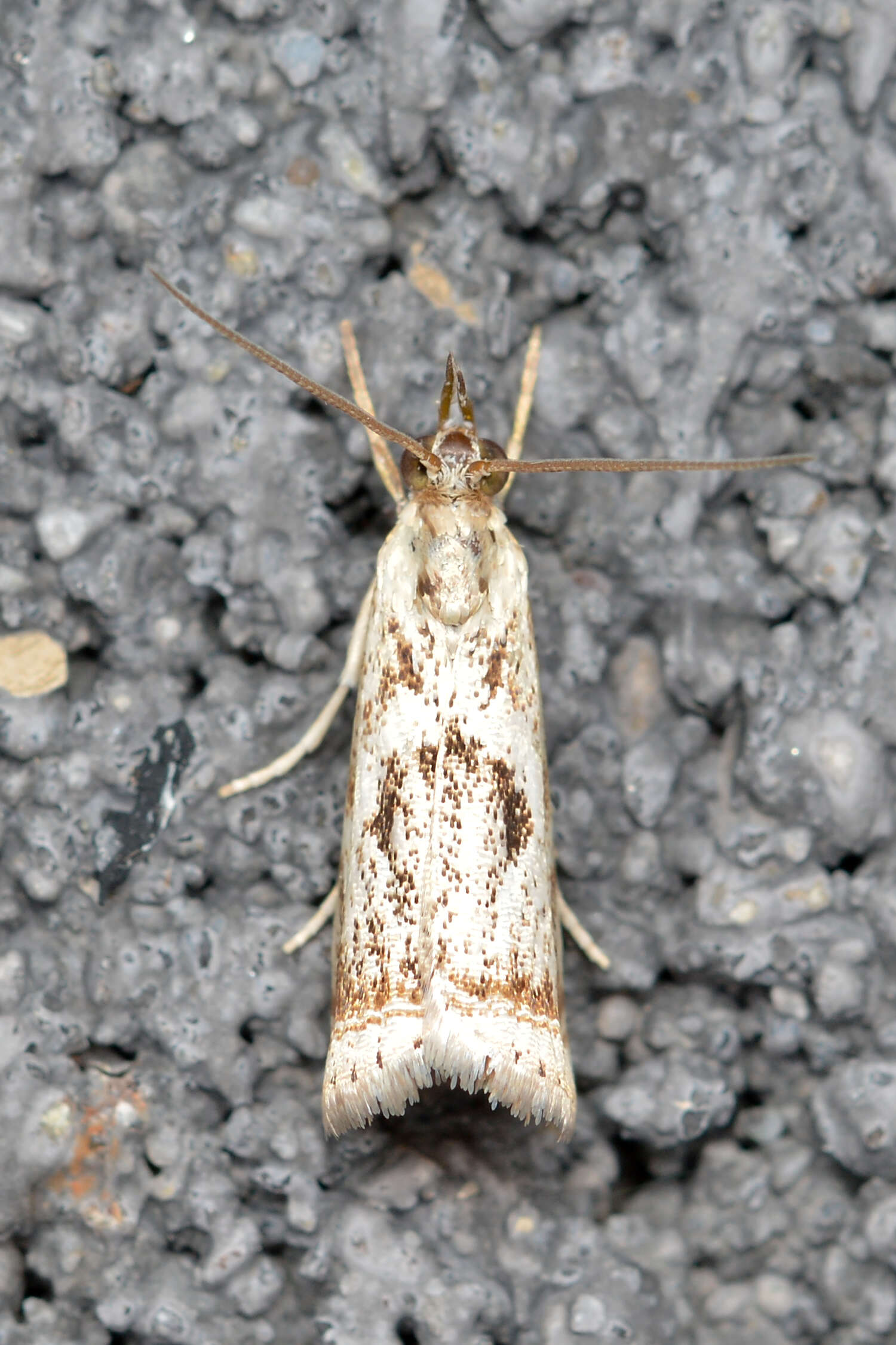 Image of Microcrambus