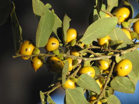 Sivun Diospyros montana Roxb. kuva