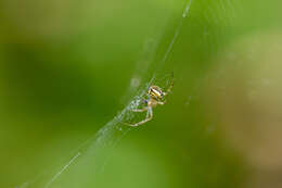 Image of Mangora acalypha (Walckenaer 1802)