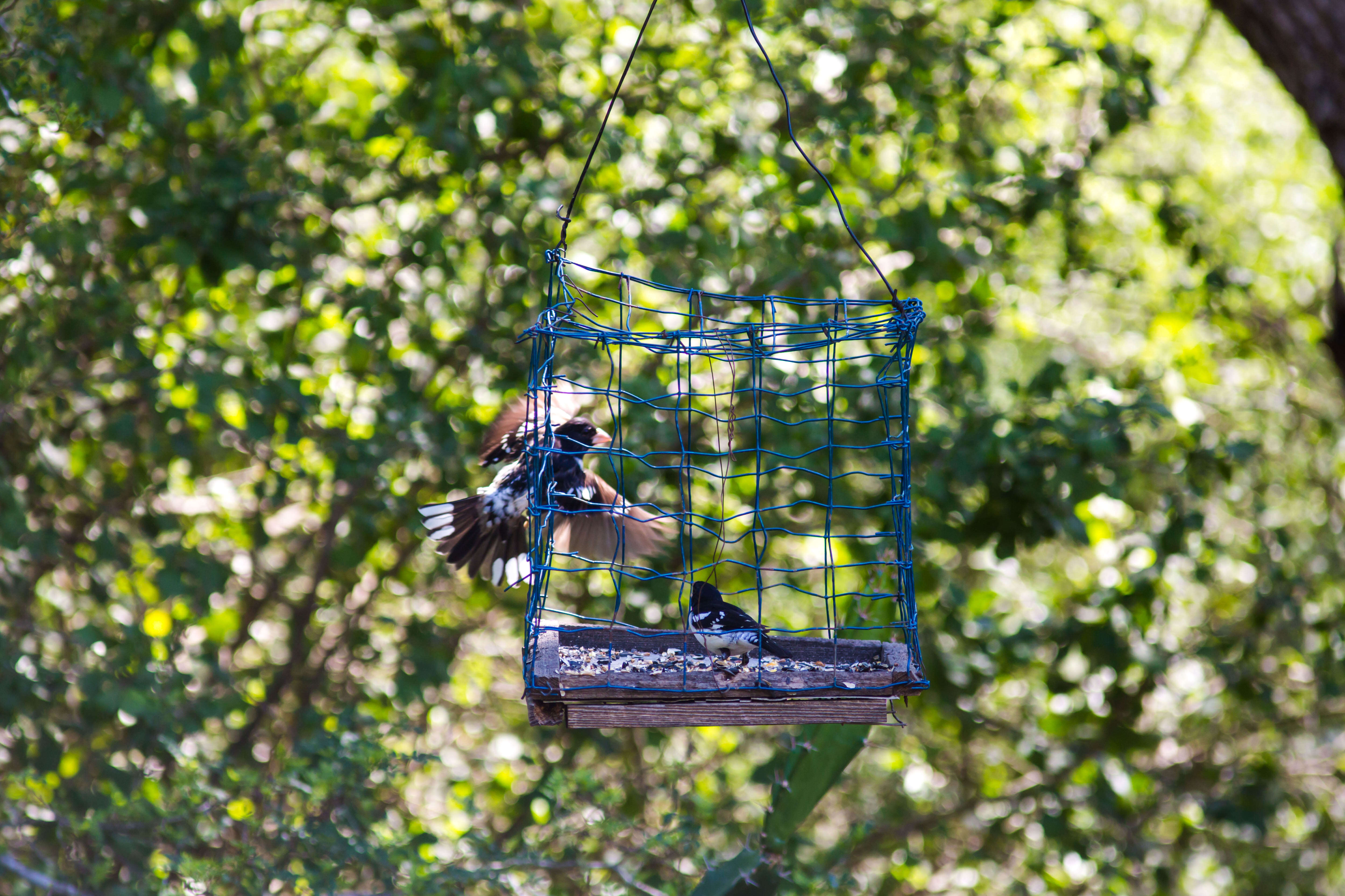 Image of Rose-breasted Grosbeak