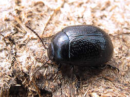 Image of Chrysolina haemoptera