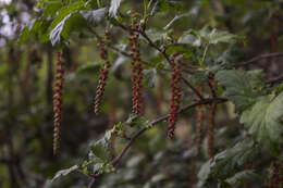 Image of Ribes magellanicum Poir.