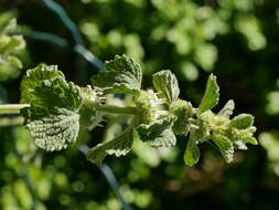 Image of horehound