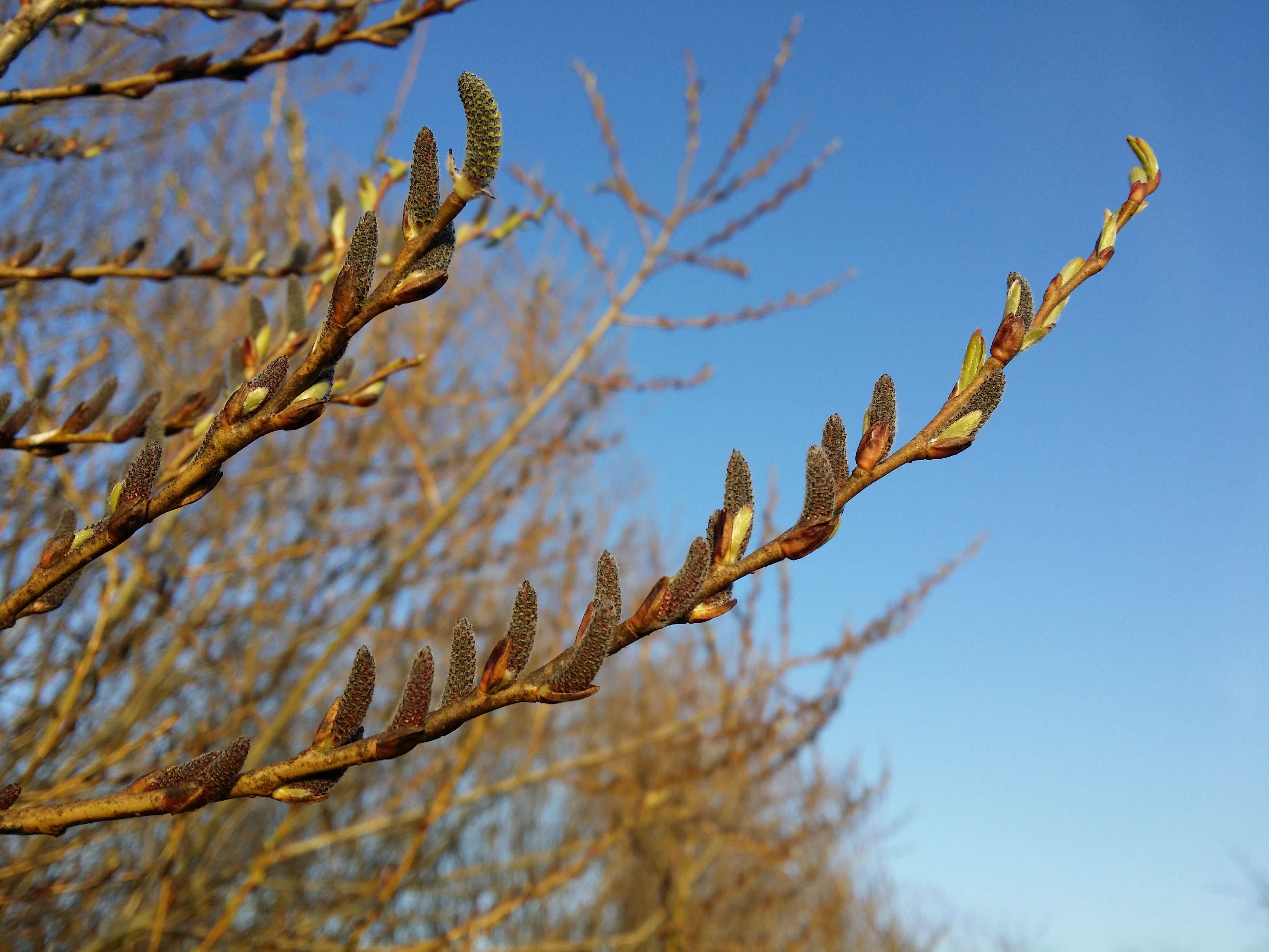 Imagem de Salix purpurea L.