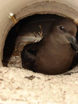 Image of Bulwer's and Jouanin's Petrels