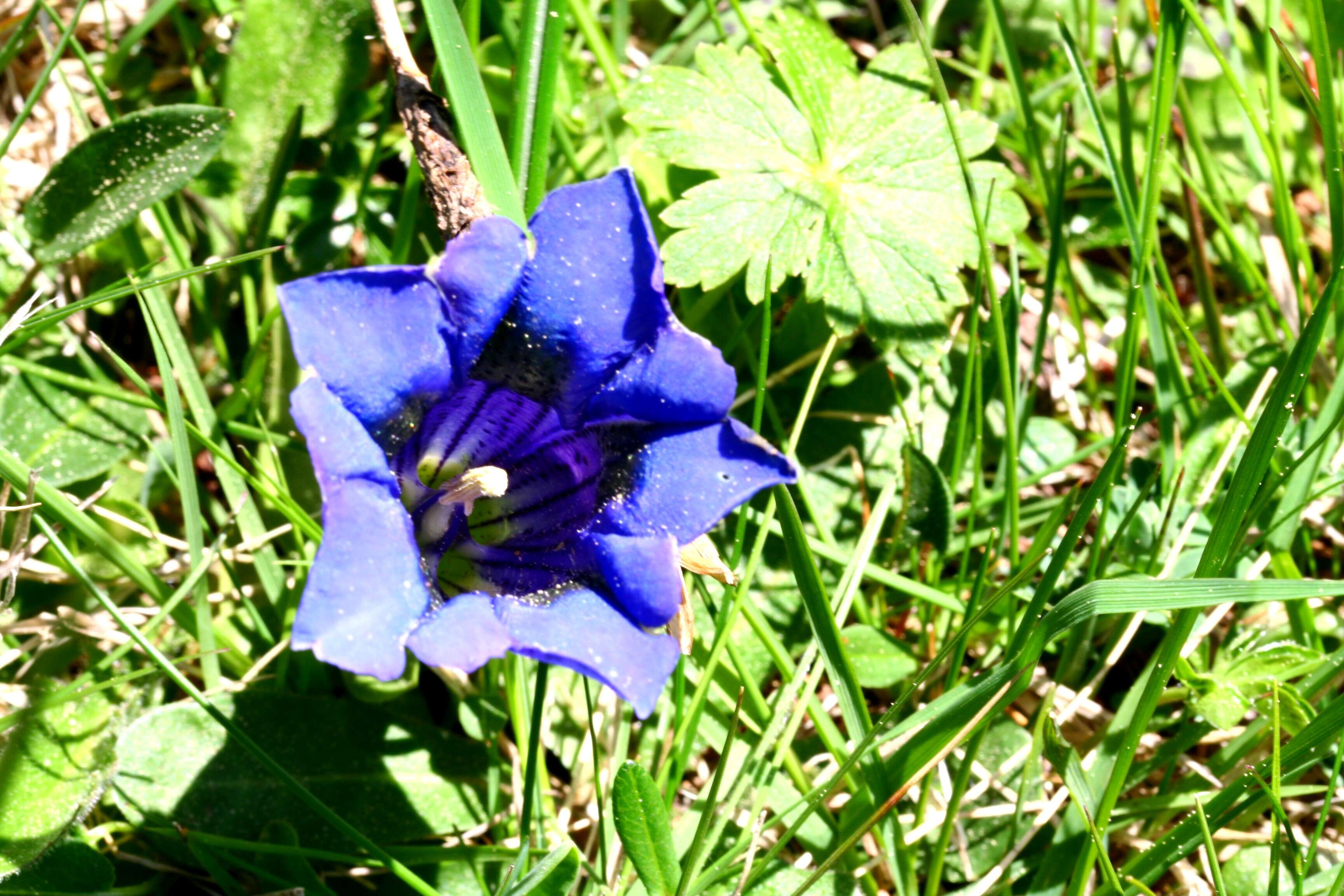 Image of Stemless Gentian