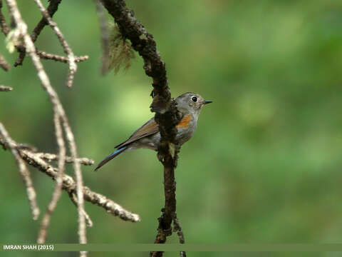 Image of Orange-flanked Bush-Robin