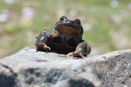 Image of Pehuenche Spiny-chest Frog