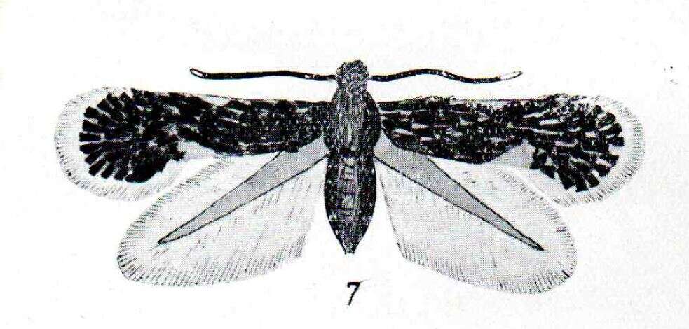 Image of Ectoedemia heringella (Mariani 1939) van Nieukerken 1985