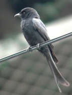 Image of Black Drongo