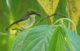 Image of Olive-capped Flowerpecker