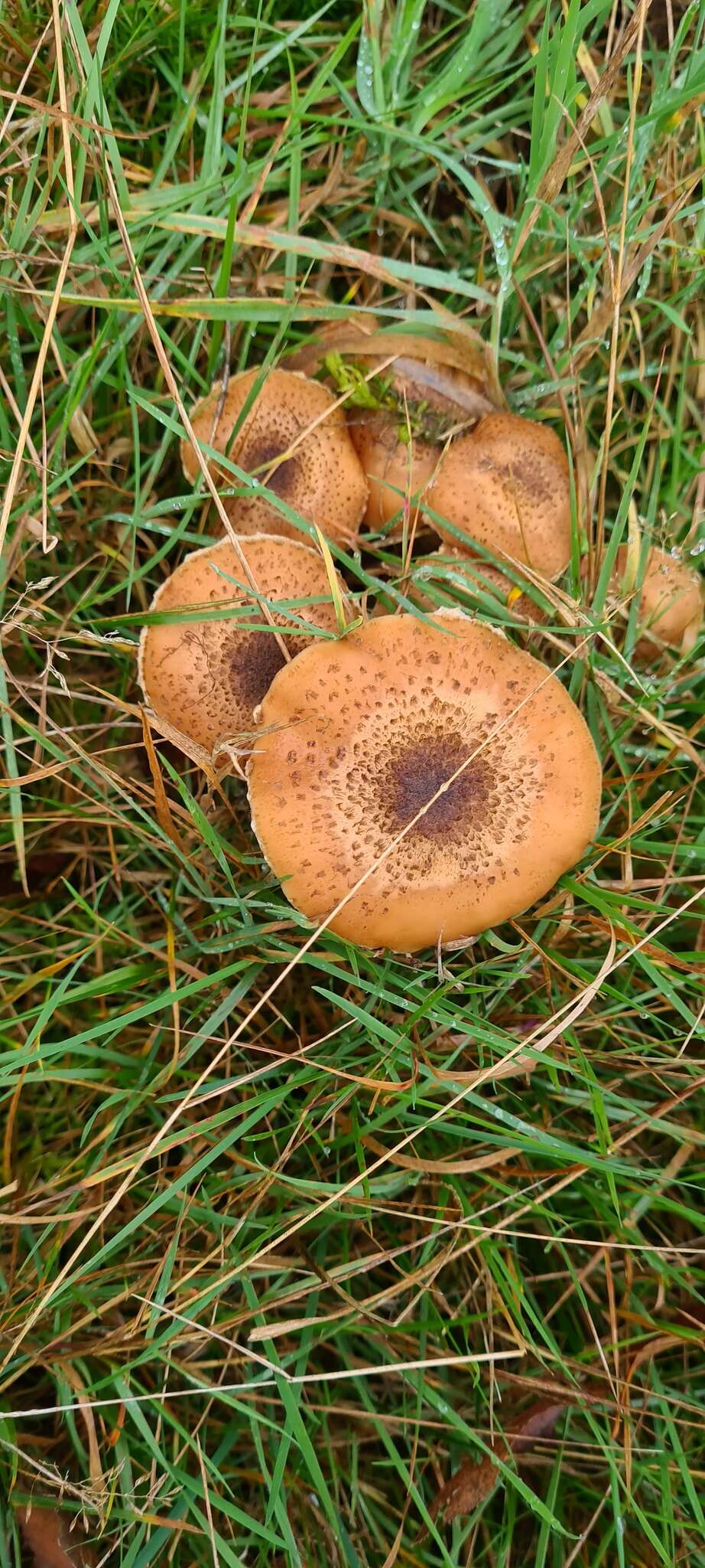 Image of Armillaria ostoyae (Romagn.) Herink 1973