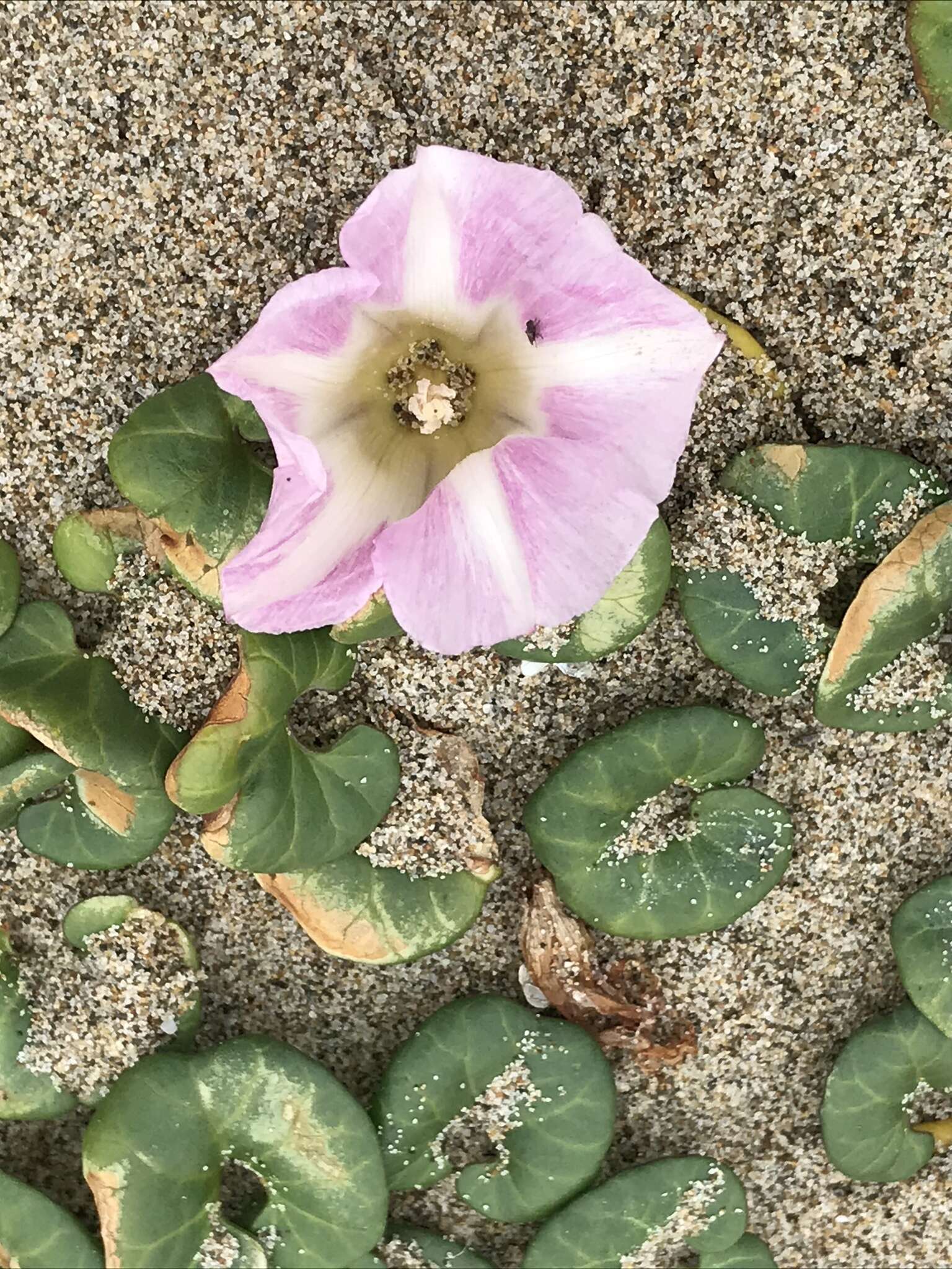 Plancia ëd Calystegia soldanella (L.) R. Br.