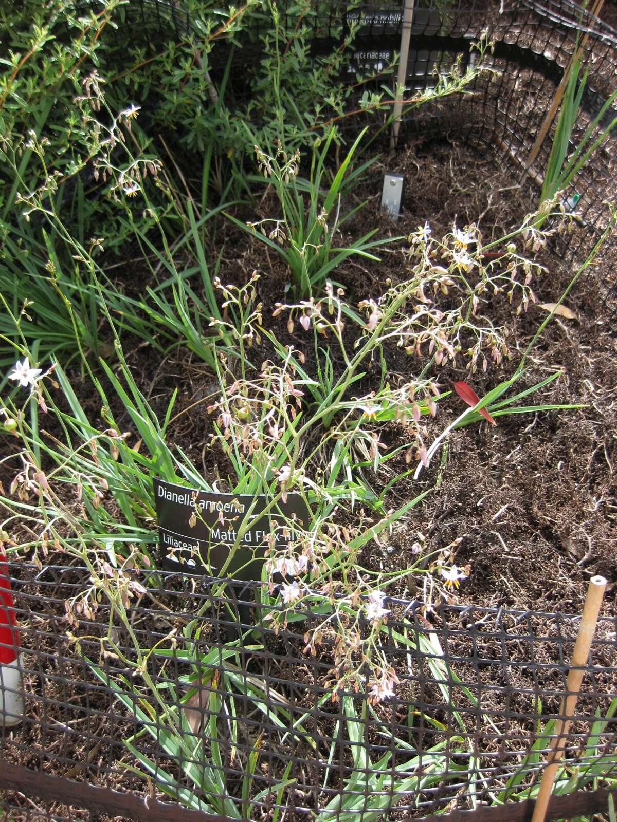 Image of Dianella amoena G. W. Carr & P. F. Horsfall