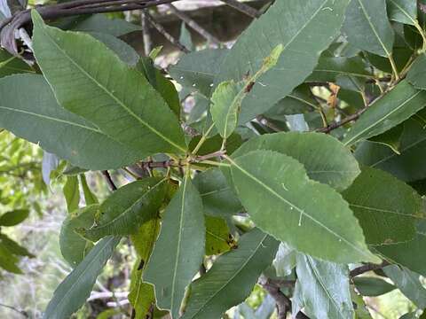 Image of Ceratopetalum apetalum D. Don