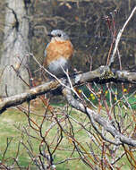 Image of Eastern Bluebird