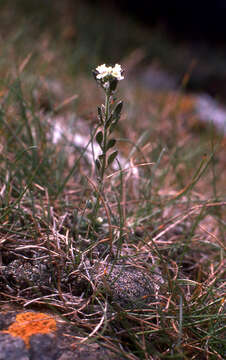 Image of twisted draba