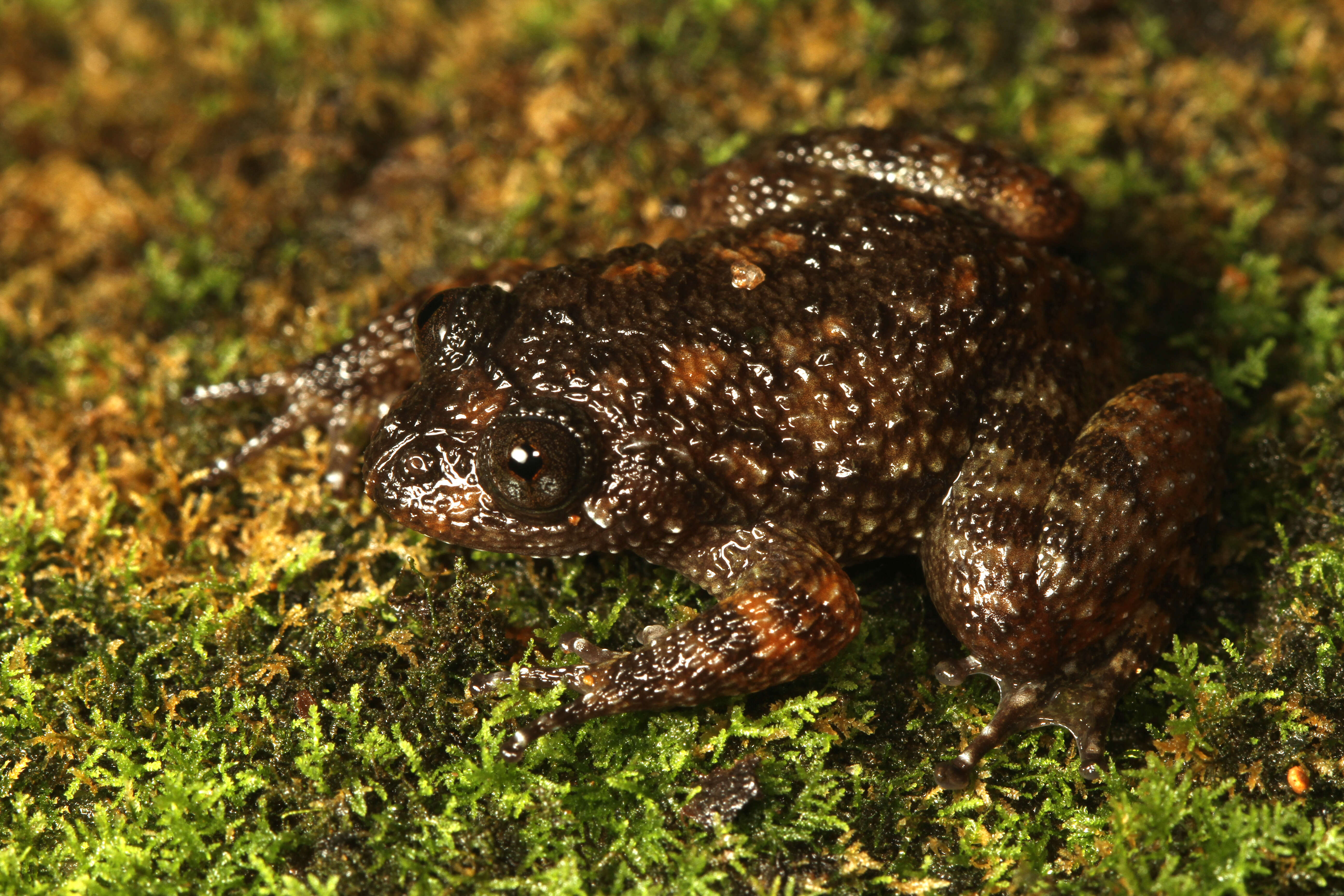 Image of Nyctibatrachinae Blommers-Schlösser 1993