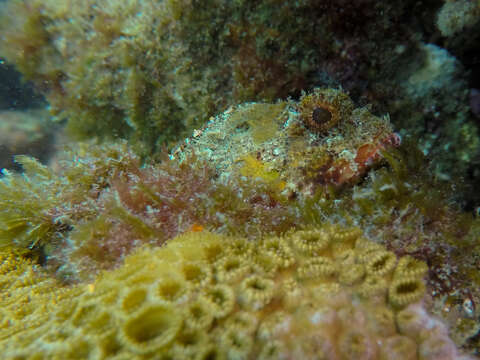 Image of Reef stonefish