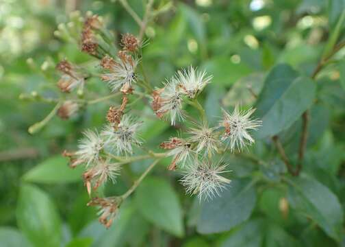 Image of Ageratina ligustrina (DC.) R. King & H. Rob.