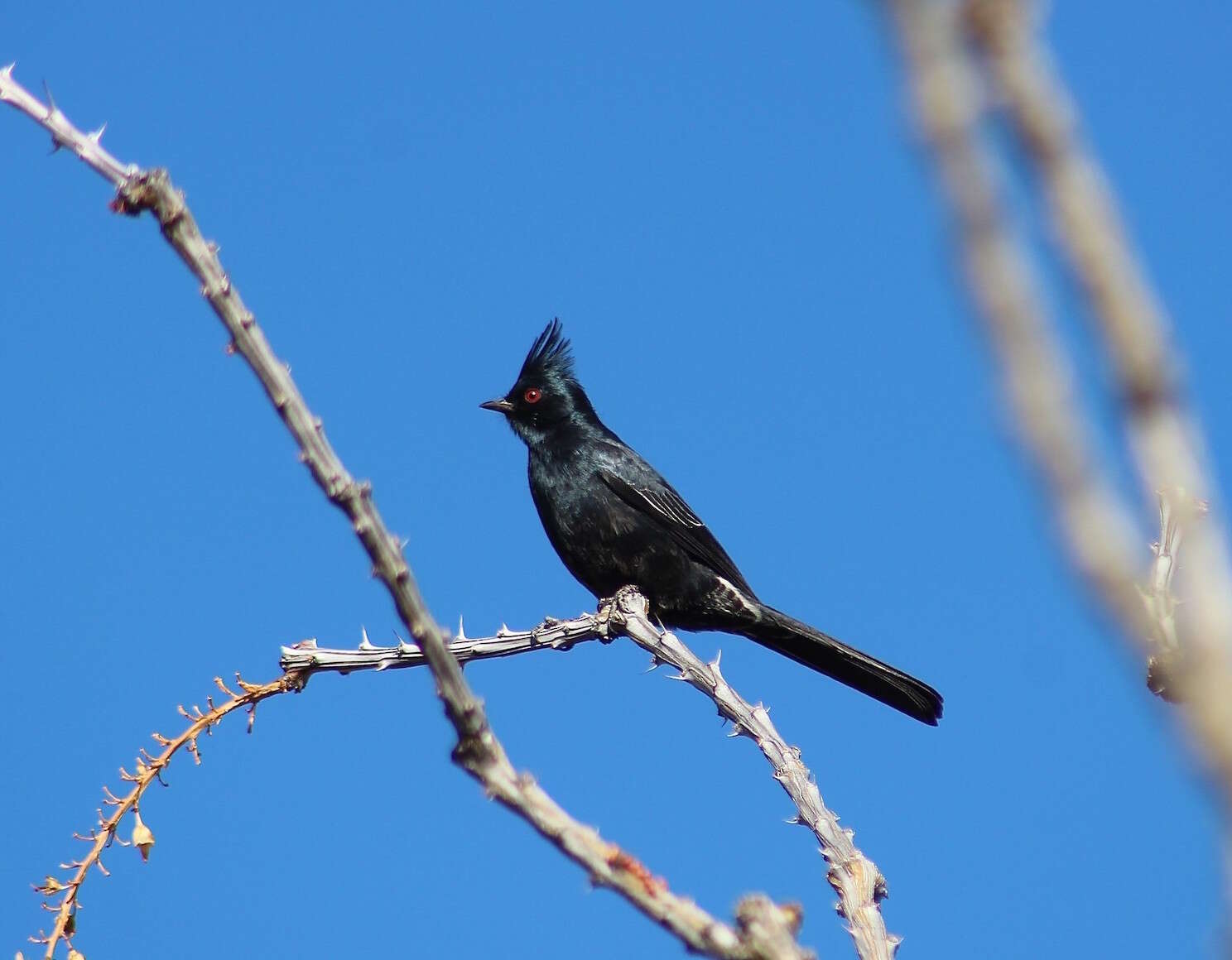 Image of Phainopepla Baird & SF 1858