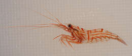 Image of Carribbean cleaner shrimp