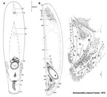 Image of Xenacoelomorpha