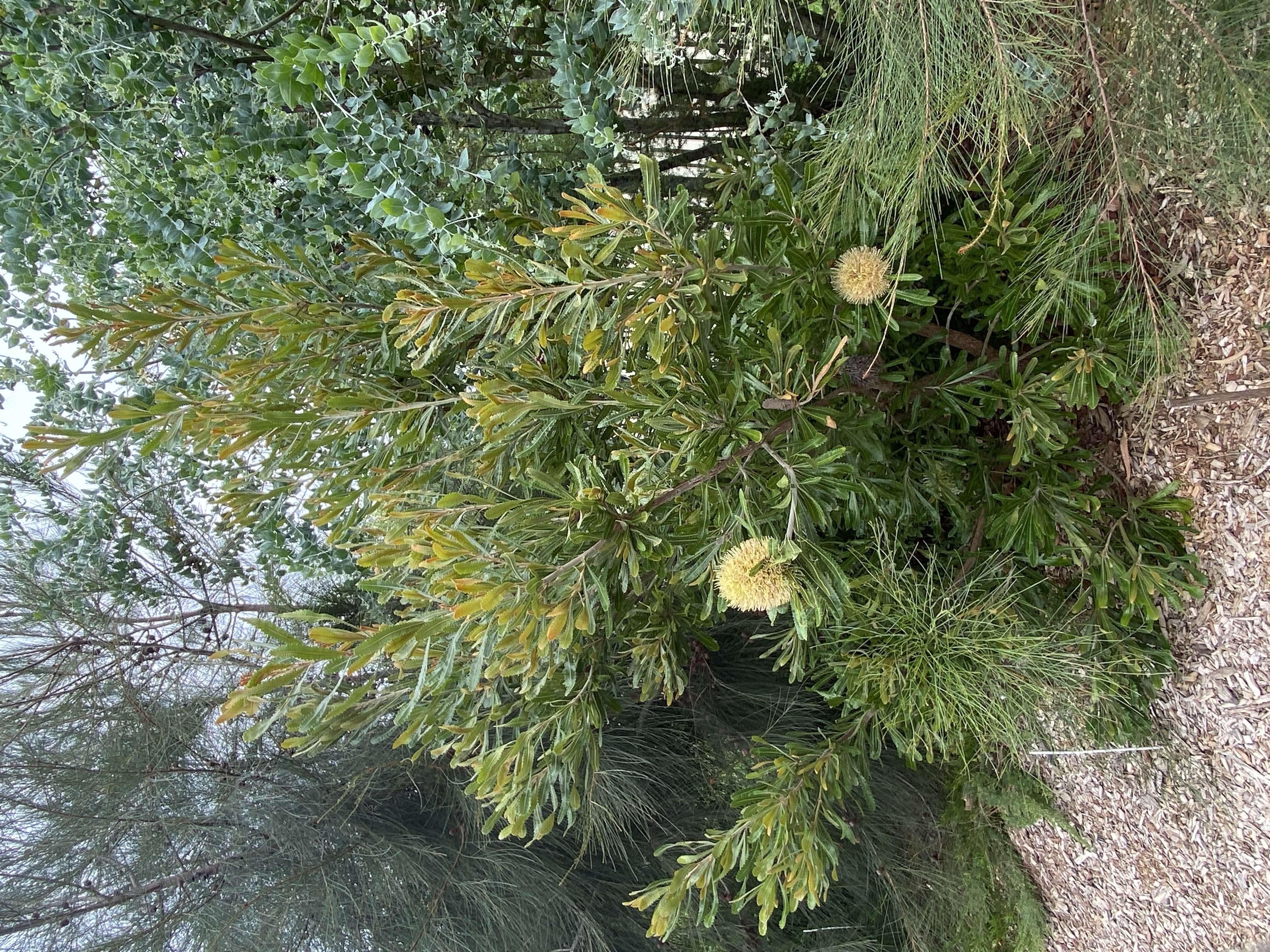 Image of Banksia aemula R. Br.