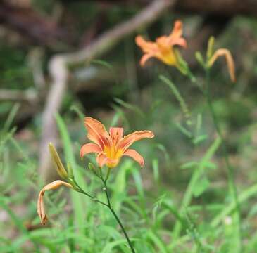 Image of orange daylily