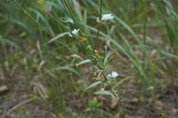 Image of hoary alison